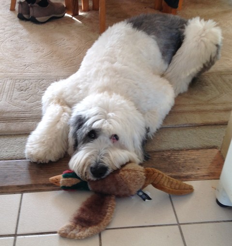 /images/dogs/104/Katie_with_duck_toy.jpg