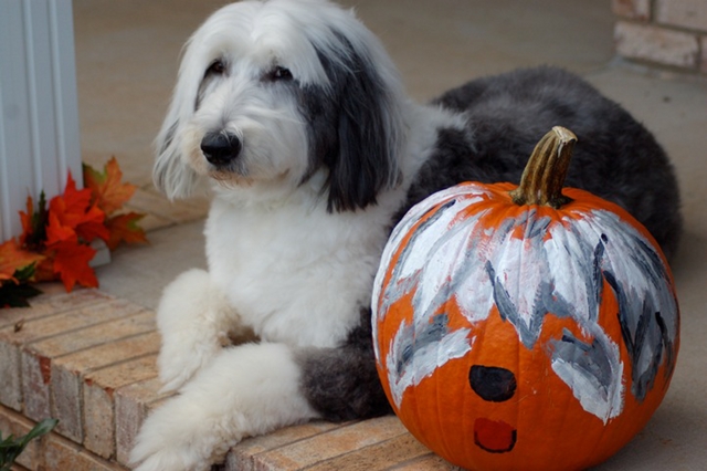 /images/dogs/105/10_Sadie_Halloween_October.jpg