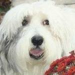 /images/dogs/27/mallory_memorial-crop.jpg