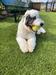 /images/events/106/Rex_at_dog_park_(002)-thumb.jpg