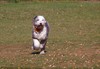 /images/events/109/Patterson_at_dog_park-thumb.jpg