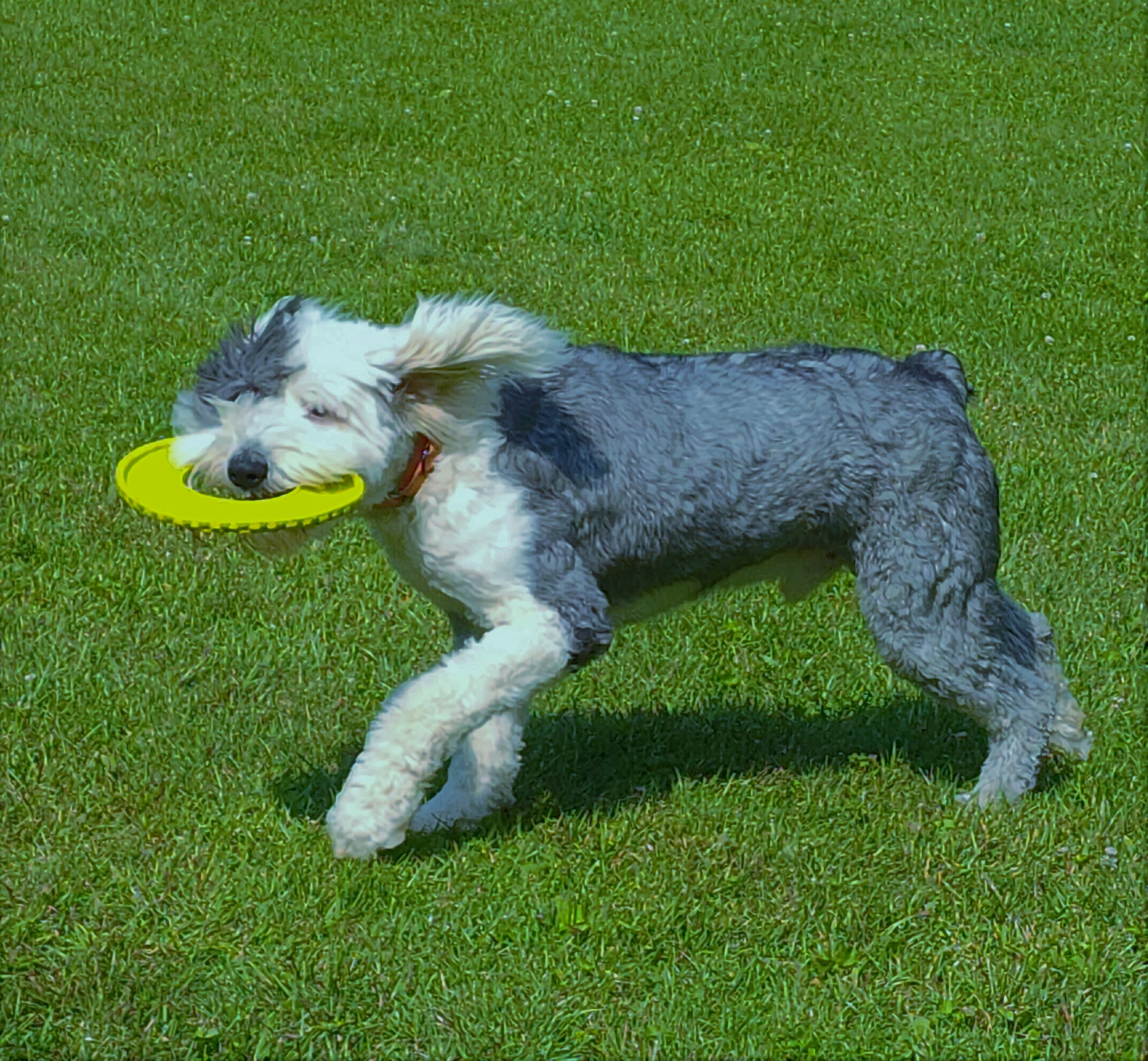 /images/events/111/Smokey_&_frisbee.jpg