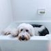 /images/events/121/Henry_in_the_bathtub-thumb.jpg