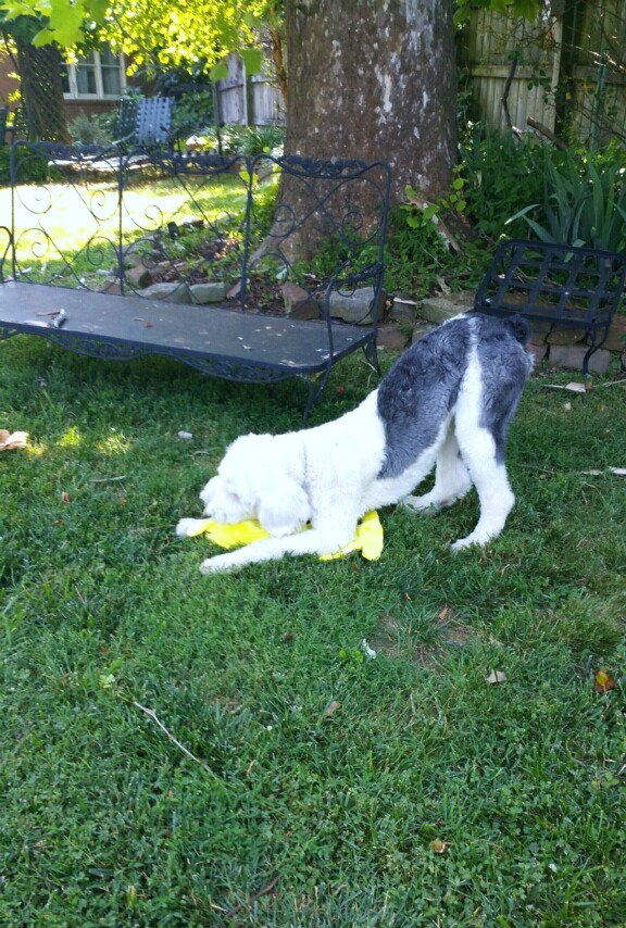 /images/events/79/Toby_playing_ball.jpg