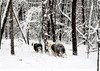 /images/events/96/Snow_dogs_-_Copy-thumb.jpg