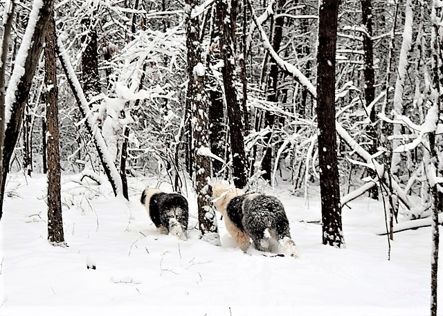 /images/events/96/Snow_dogs_-_Copy.jpg